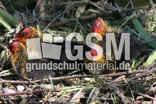 Blässhühner 028.jpg